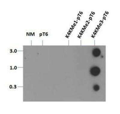 Dot Blot: Histone H3 [p Thr6, Trimethyl Lys4] Antibody [NB21-1039] - Dot blot analysis of H3K4me3/pT6  with the peptides stated above in picomoles of peptide.